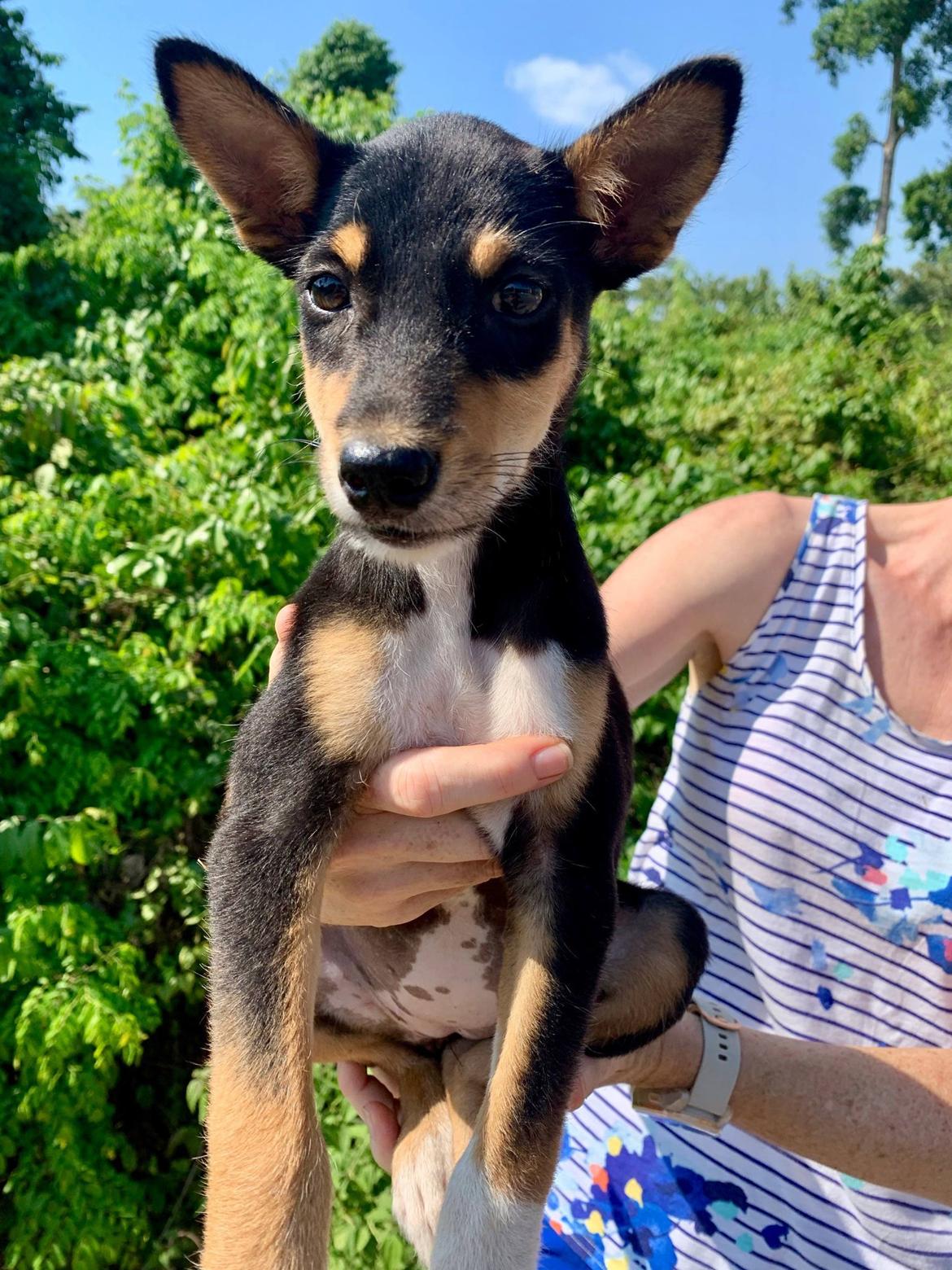 Blanding af racer Sassy billede 2