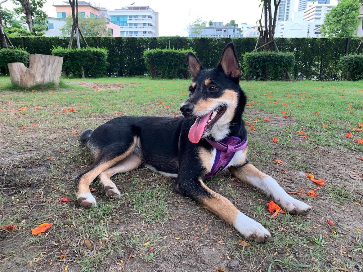 Blanding af racer Sassy billede 3