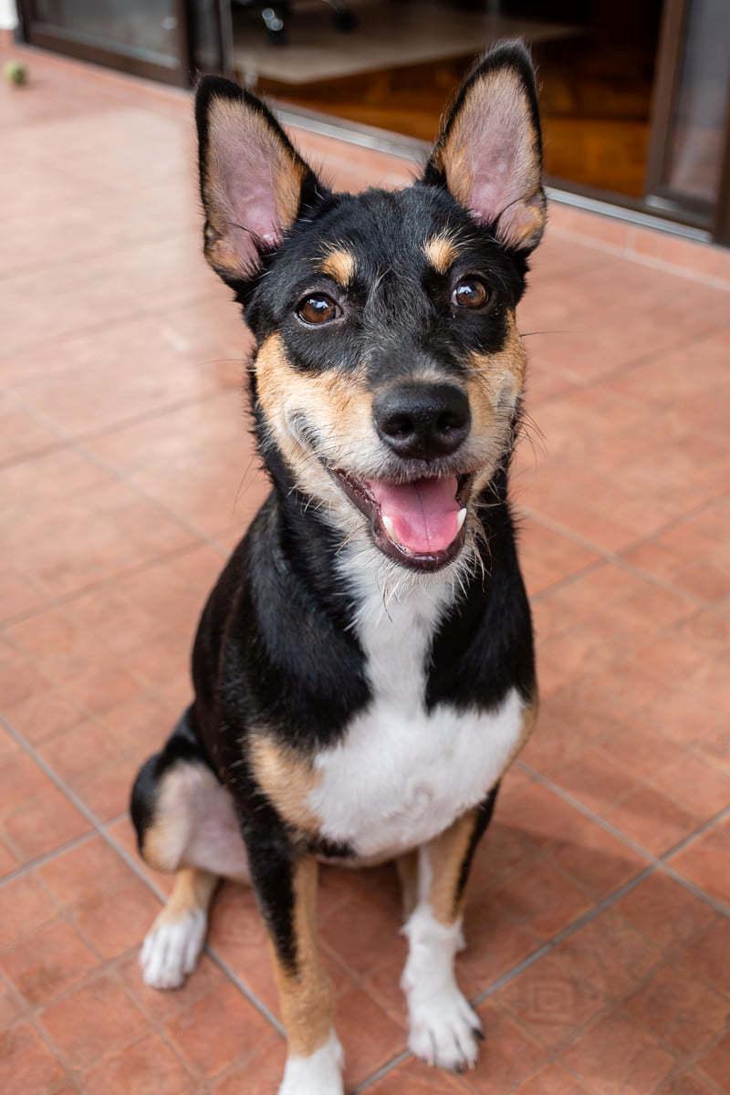 Blanding af racer Sassy billede 5