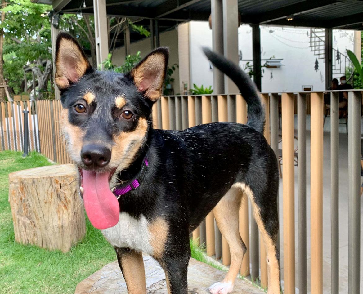 Blanding af racer Sassy billede 6