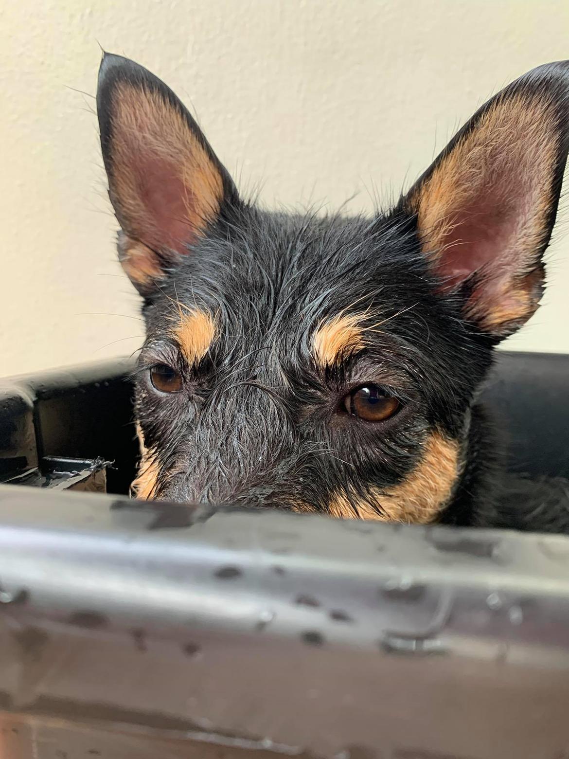 Blanding af racer Sassy billede 7