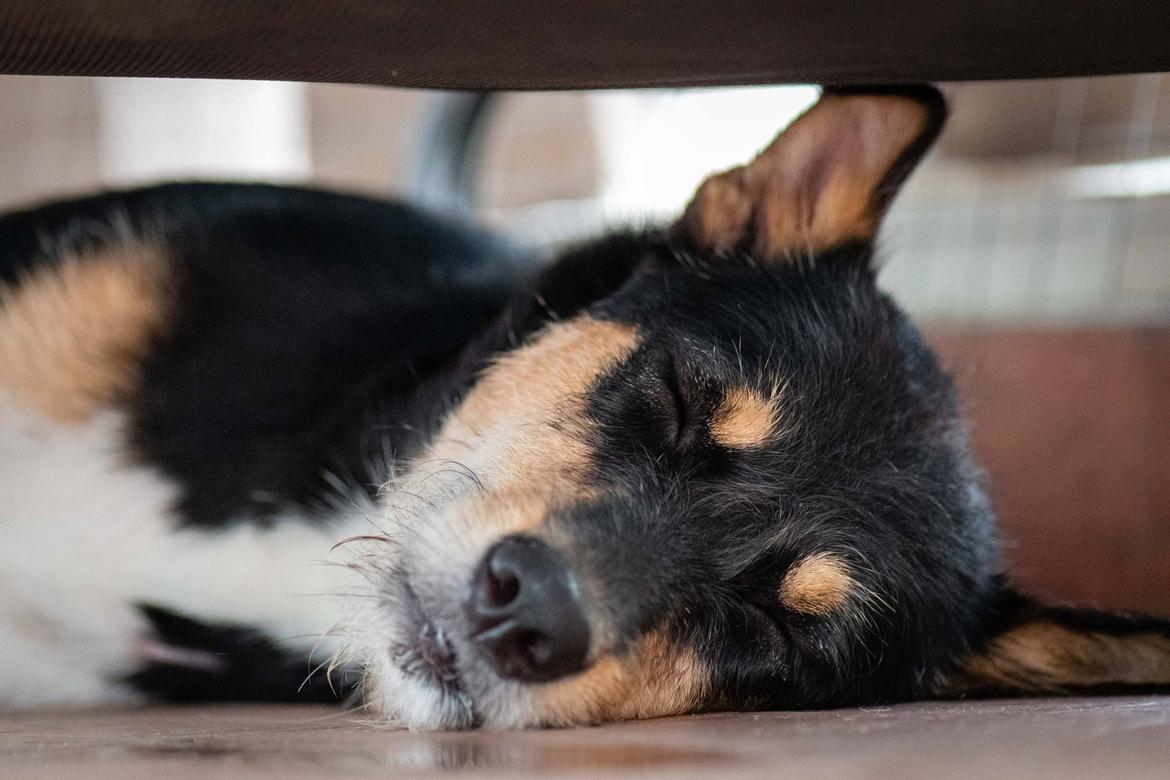 Blanding af racer Sassy billede 8