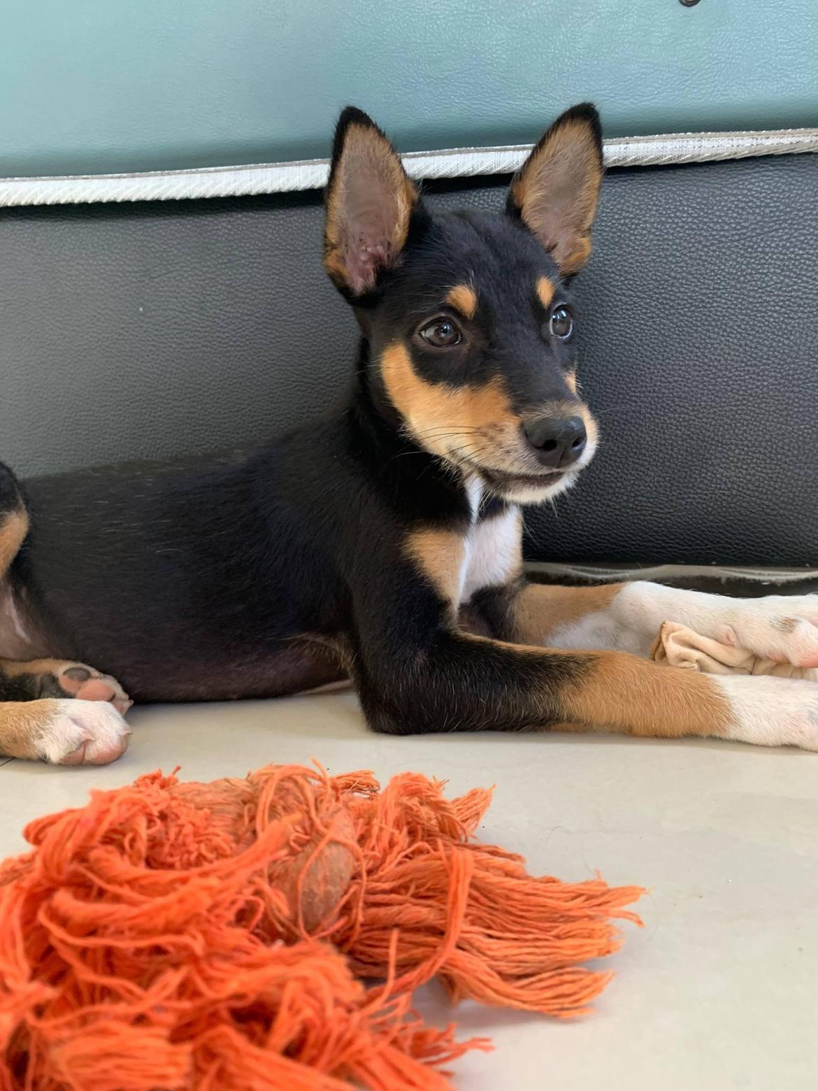 Blanding af racer Sassy billede 1