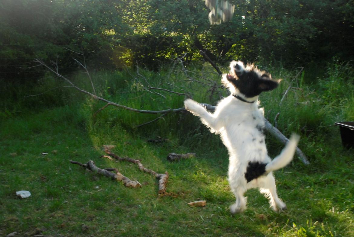 Blanding af racer Hund nr 008 billede 3