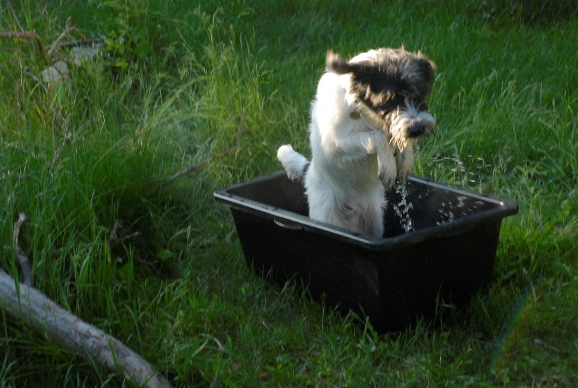 Blanding af racer Hund nr 008 billede 4