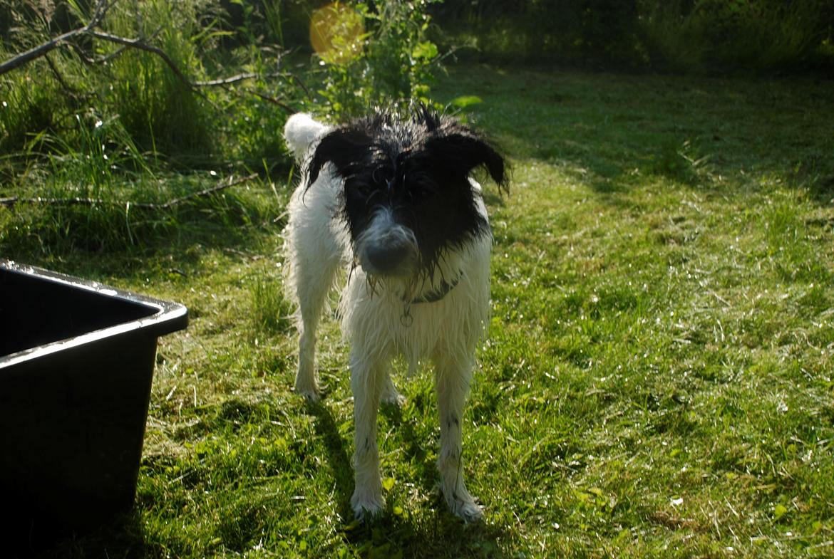 Blanding af racer Hund nr 008 billede 5