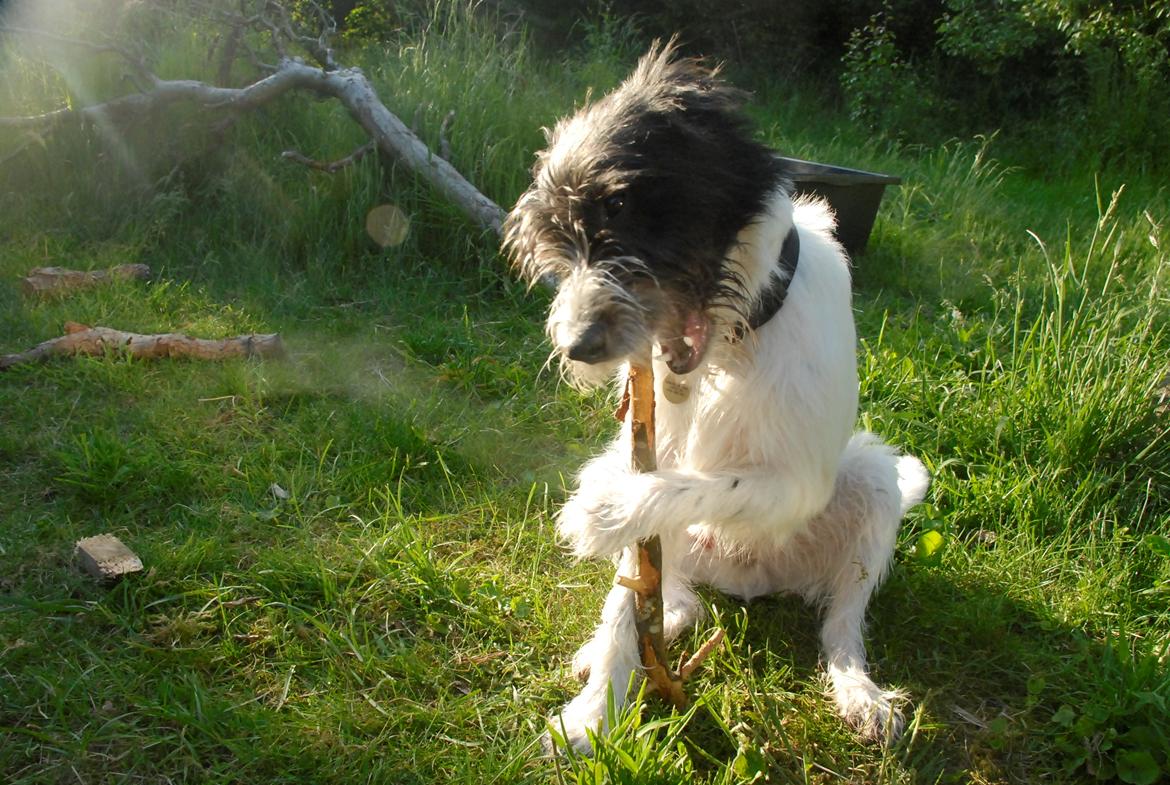 Blanding af racer Hund nr 008 billede 2