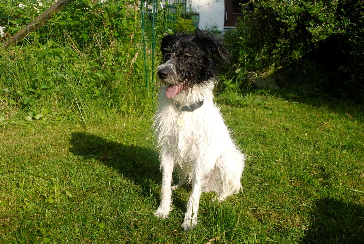 Blanding af racer Hund nr 008 billede 1