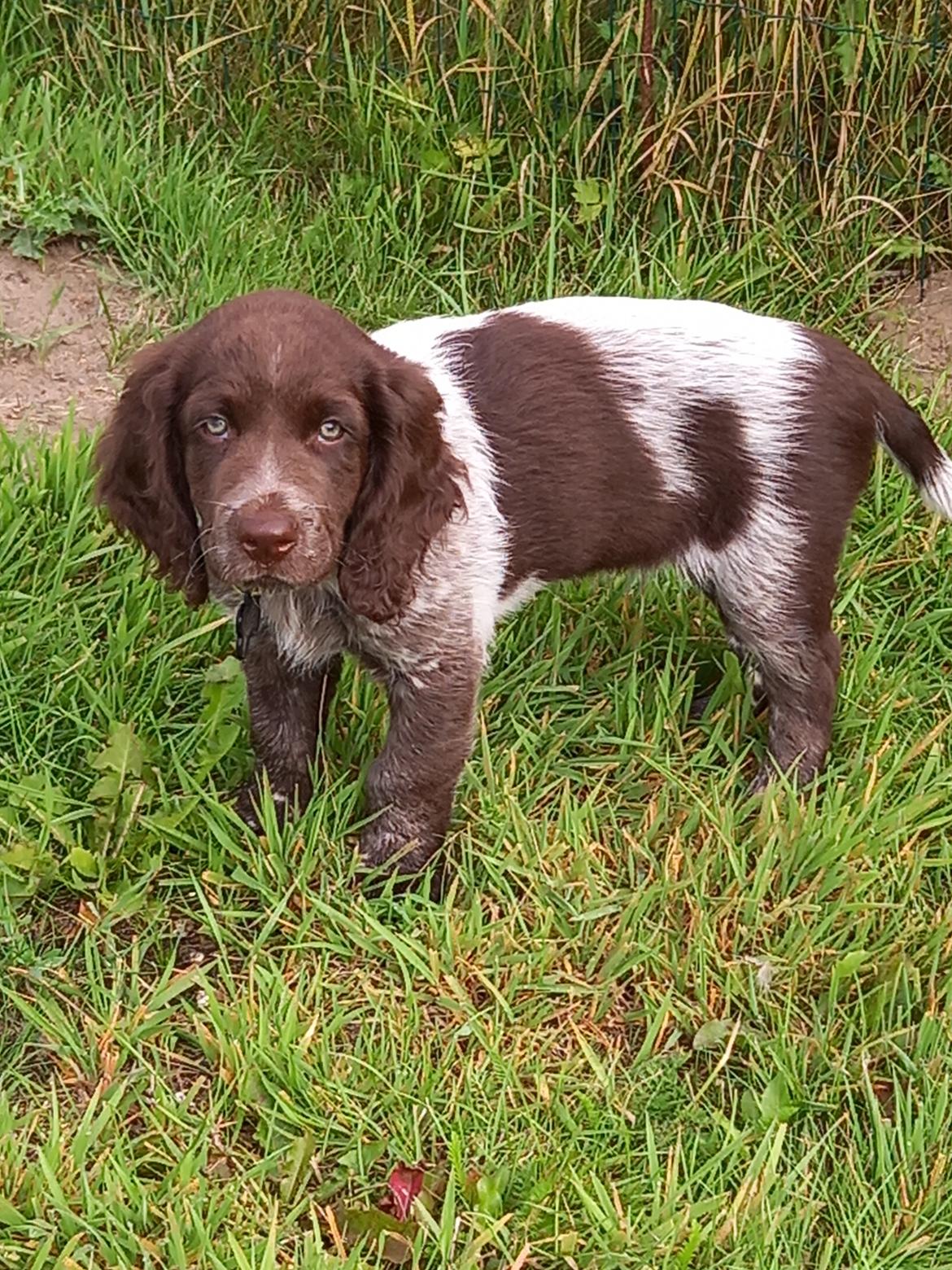 Kleiner münsterländer Balder billede 11
