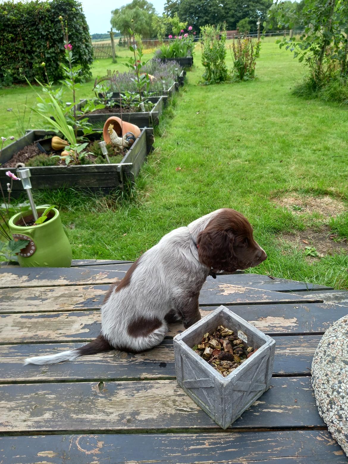 Kleiner münsterländer Balder billede 3