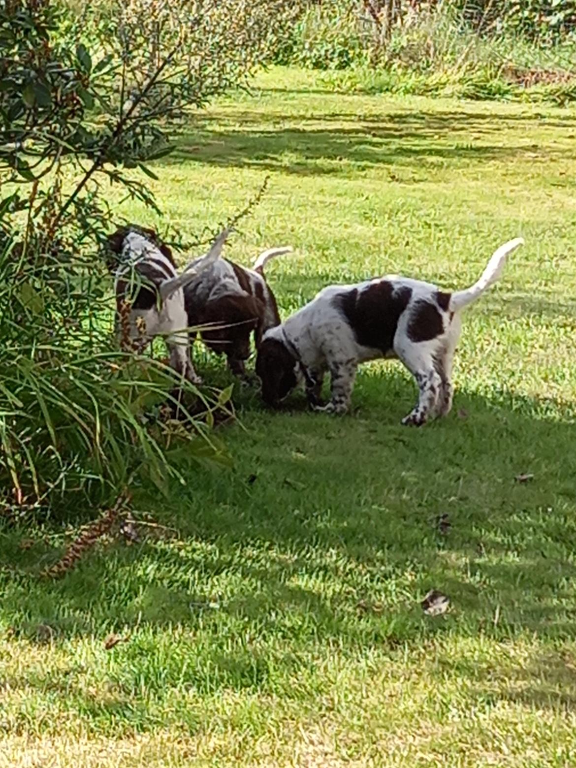 Kleiner münsterländer Balder billede 4
