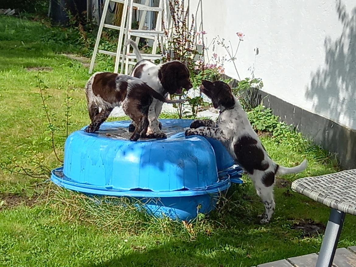 Kleiner münsterländer Balder billede 5