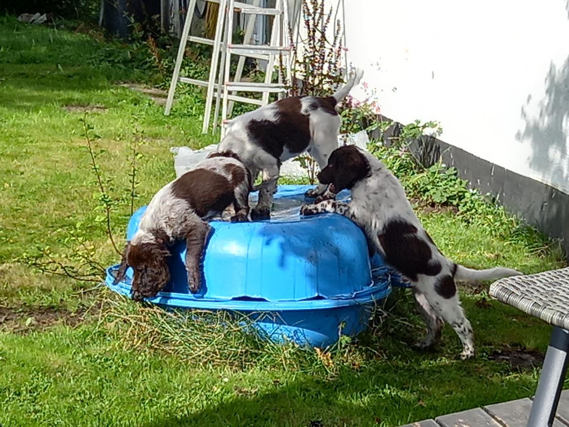 Kleiner münsterländer Balder billede 6