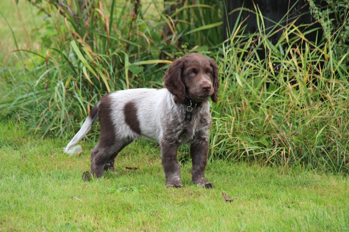 Kleiner münsterländer Balder billede 2