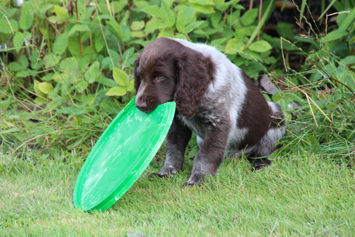 Kleiner münsterländer Balder billede 7
