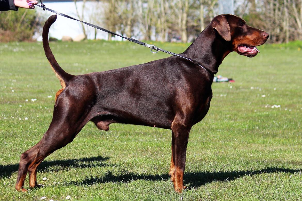 Dobermann Utah billede 1