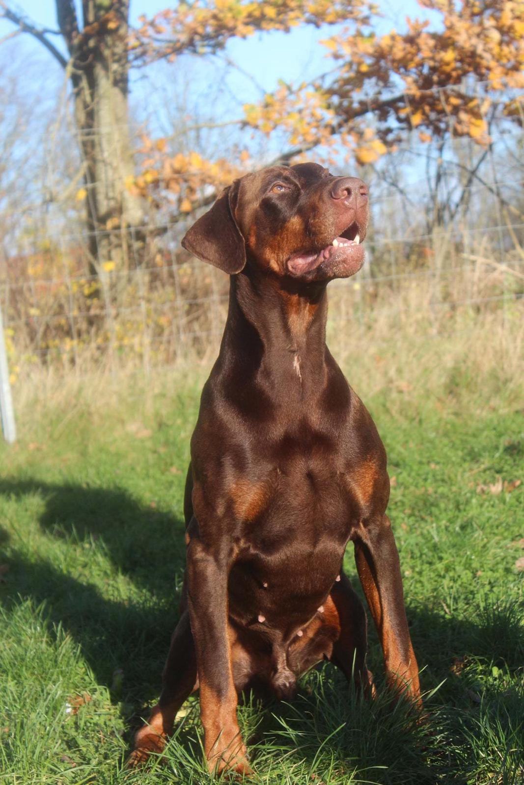 Dobermann Utah billede 2