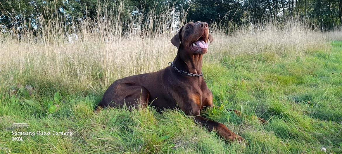 Dobermann Utah billede 3