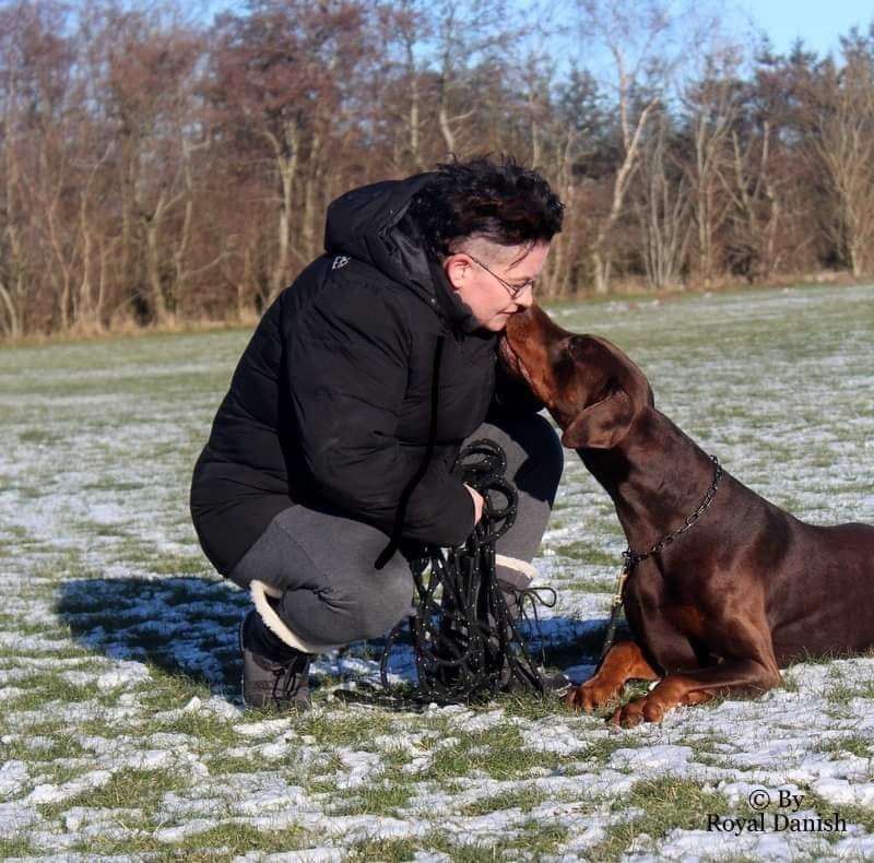 Dobermann Utah billede 4