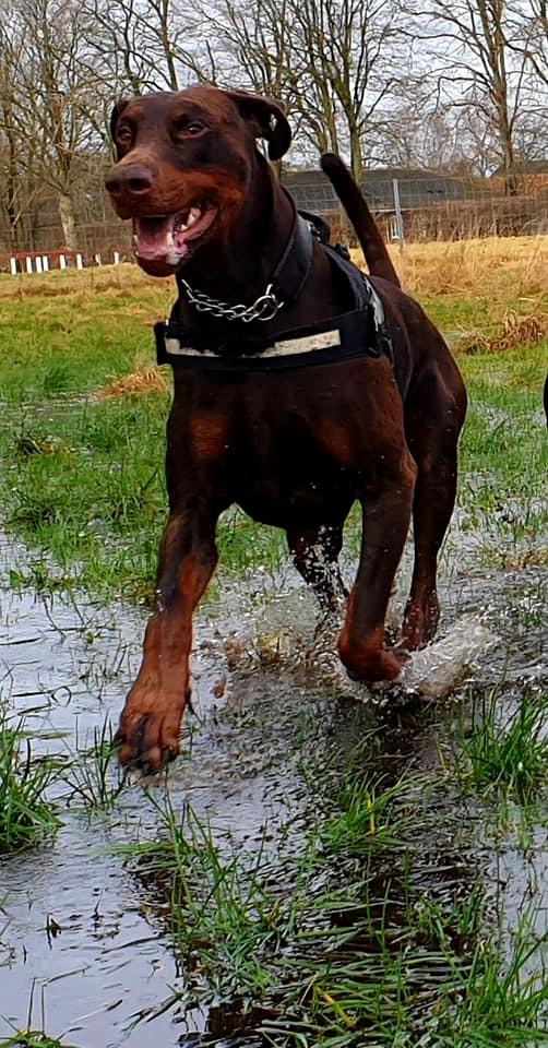 Dobermann Utah billede 6