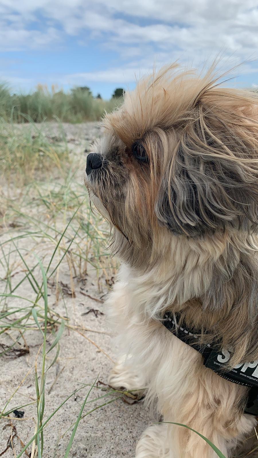 Blanding af racer Molly billede 1