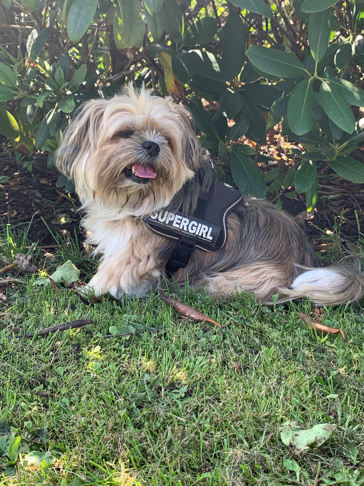 Blanding af racer Molly billede 2