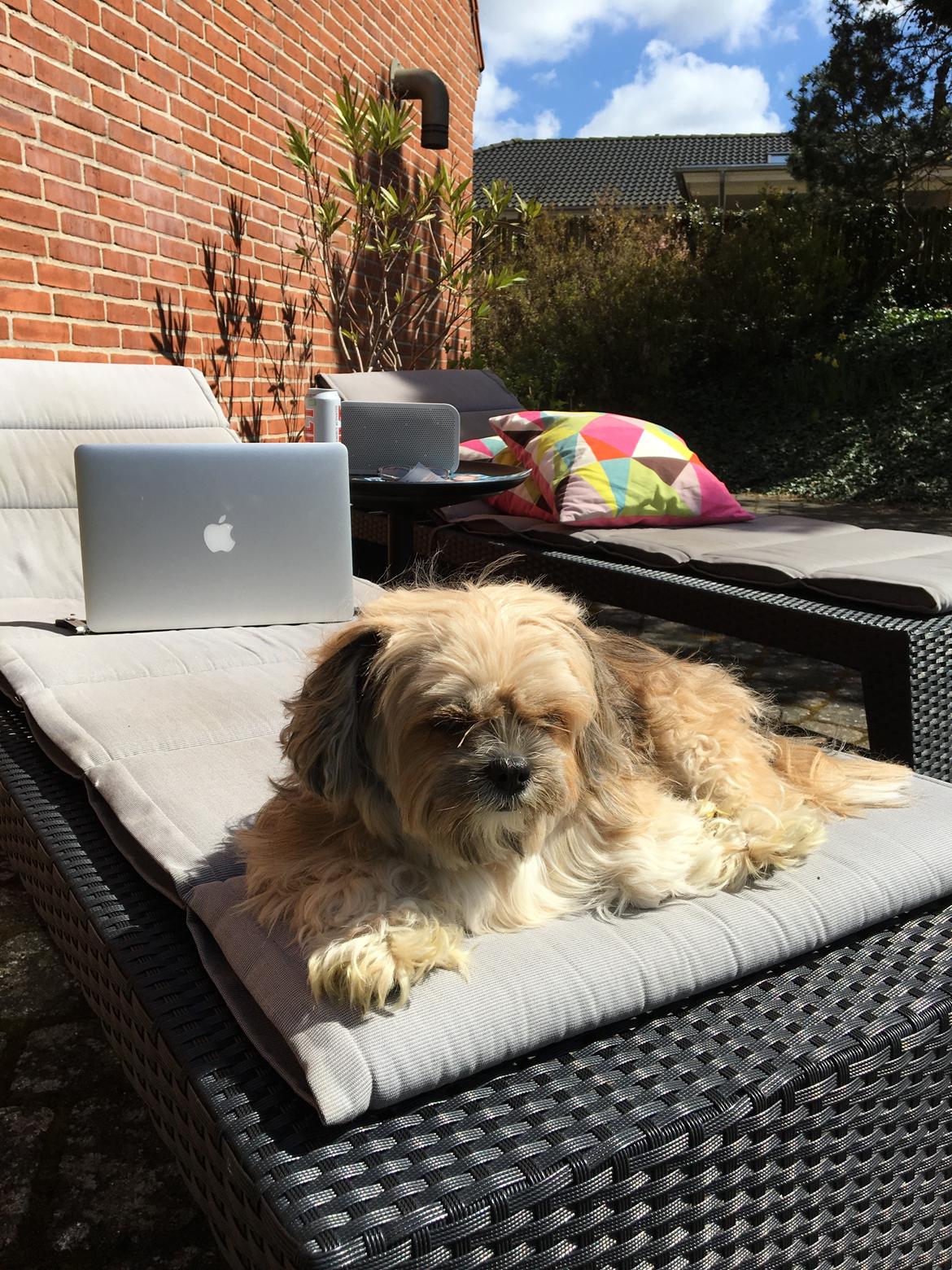 Blanding af racer Molly billede 4