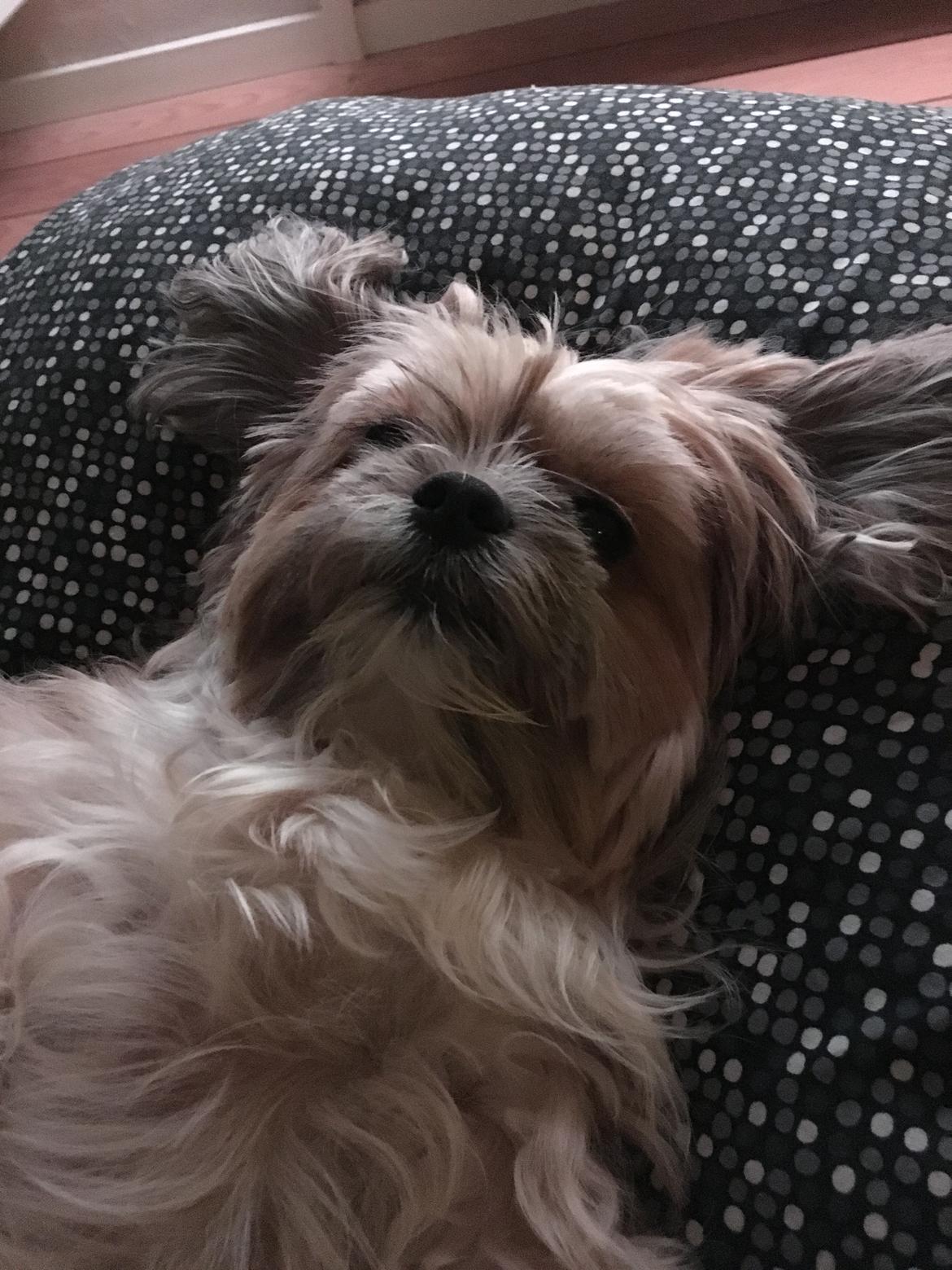 Blanding af racer Molly billede 5