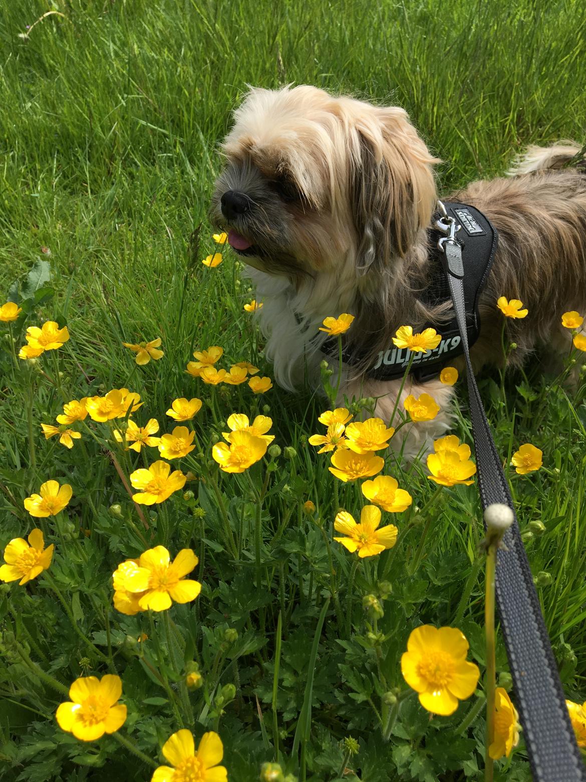 Blanding af racer Molly billede 6