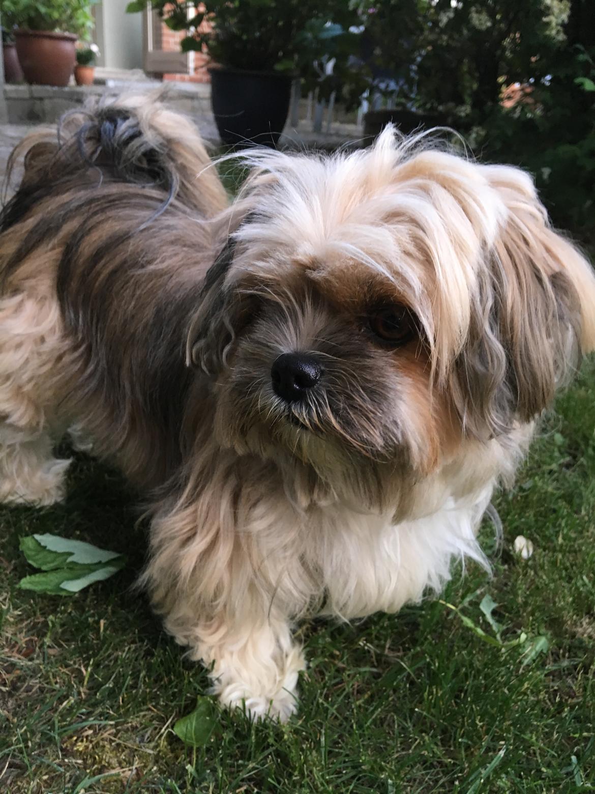 Blanding af racer Molly billede 7