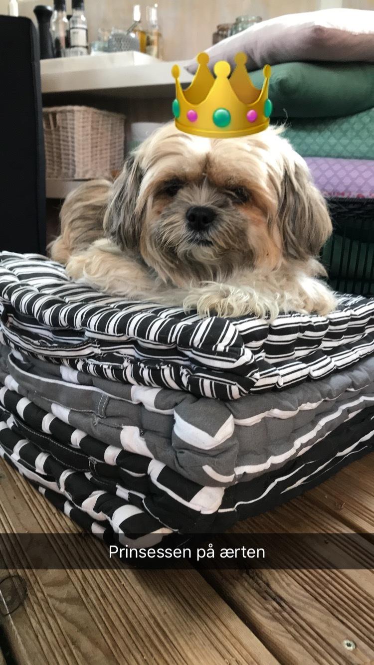 Blanding af racer Molly billede 8