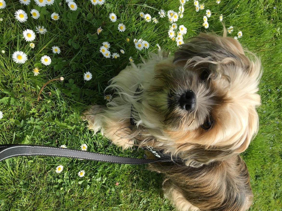 Blanding af racer Molly billede 10