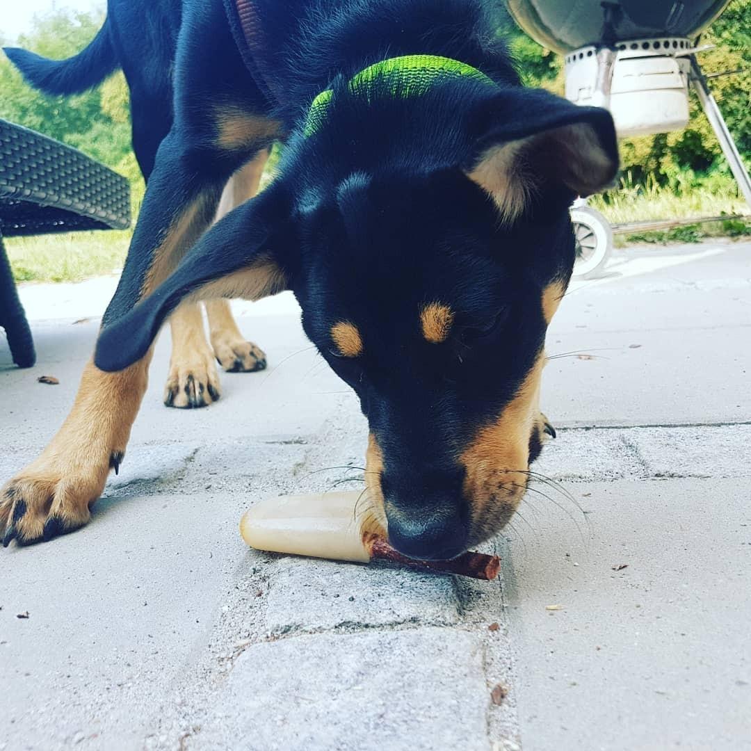 Australsk kelpie Sirius  billede 16