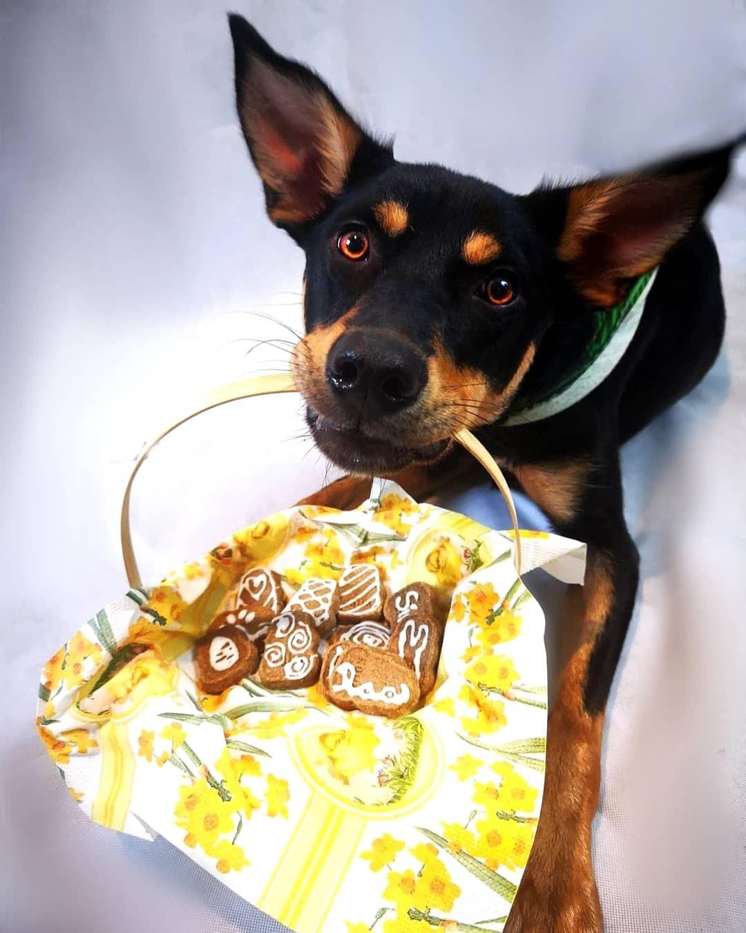 Australsk kelpie Sirius  billede 8