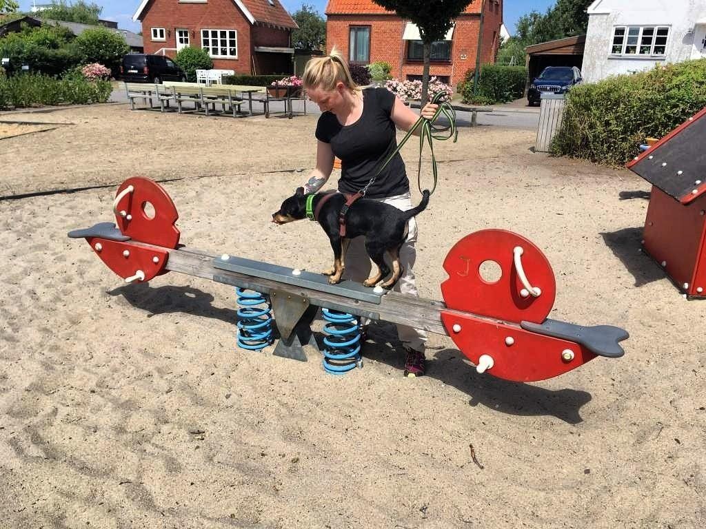 Australsk kelpie Sirius  billede 7