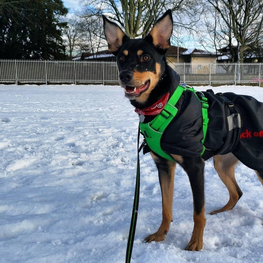 Australsk kelpie Sirius  billede 10