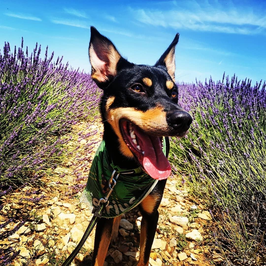 Australsk kelpie Sirius  billede 4