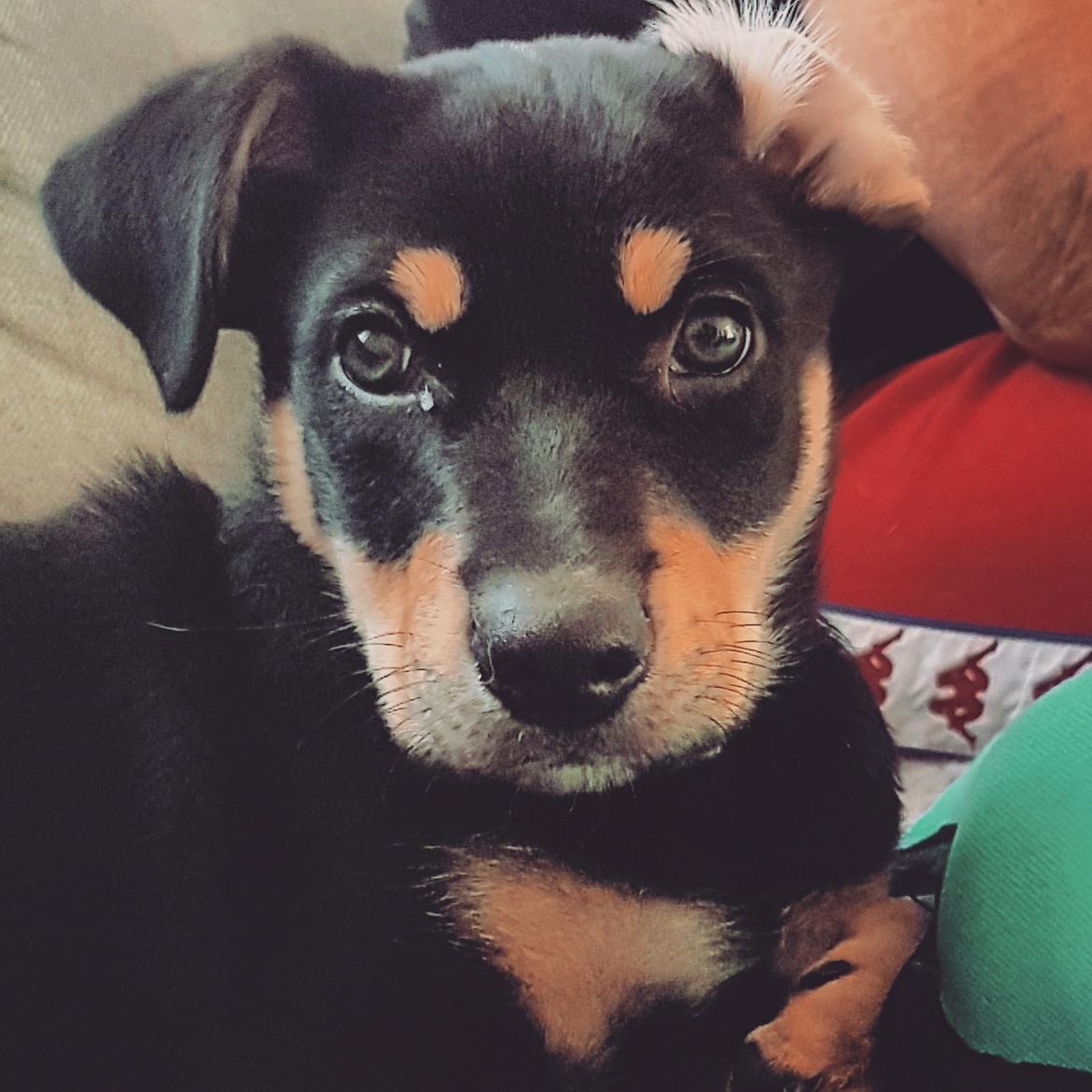 Australsk kelpie Sirius  billede 15