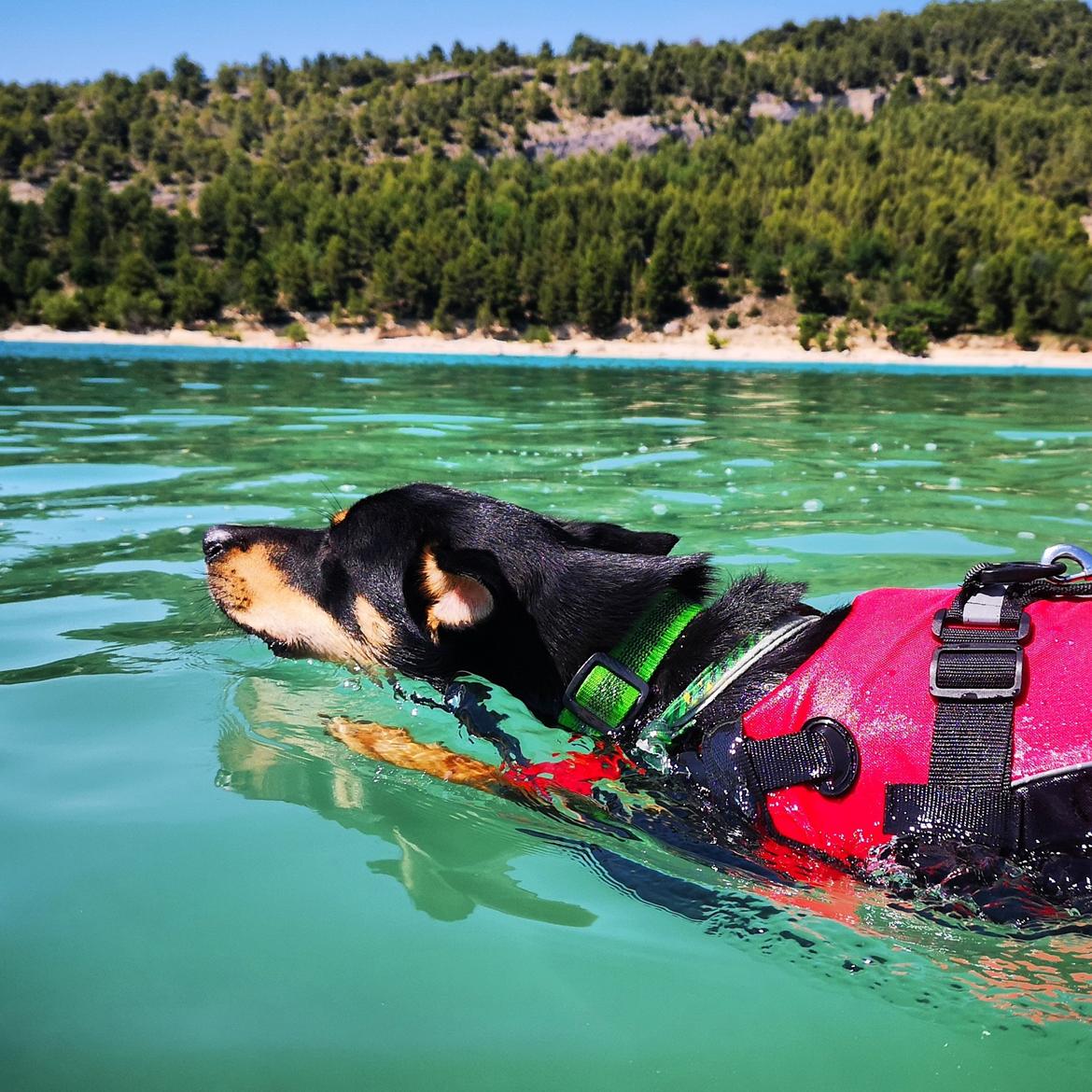 Australsk kelpie Sirius  billede 5