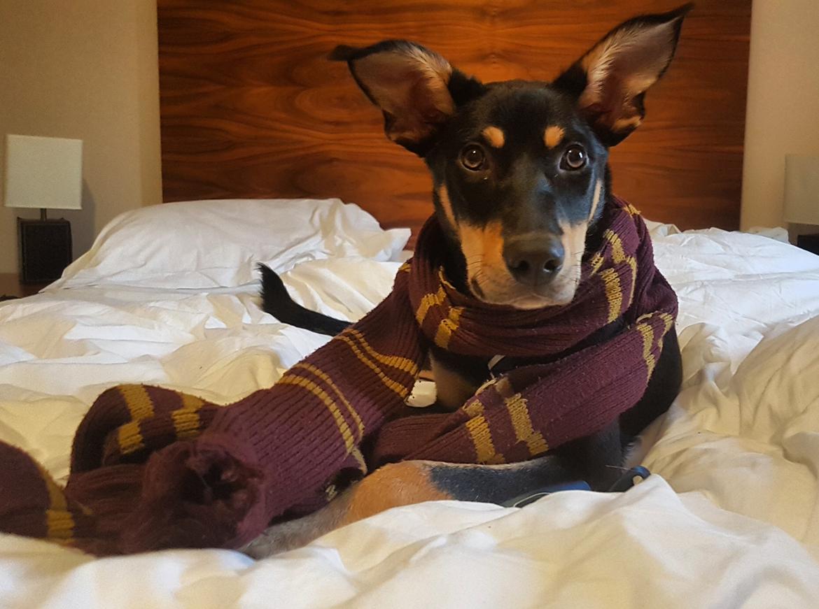 Australsk kelpie Sirius  billede 11