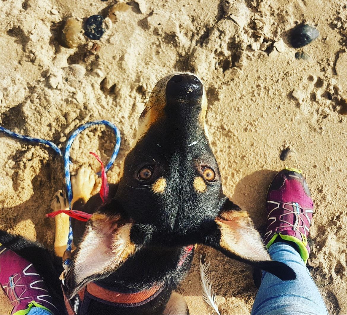 Australsk kelpie Sirius  billede 12