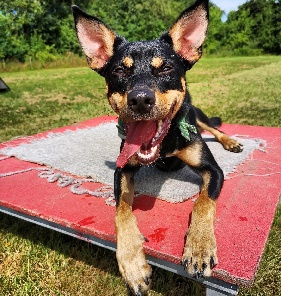 Australsk kelpie Sirius  billede 3