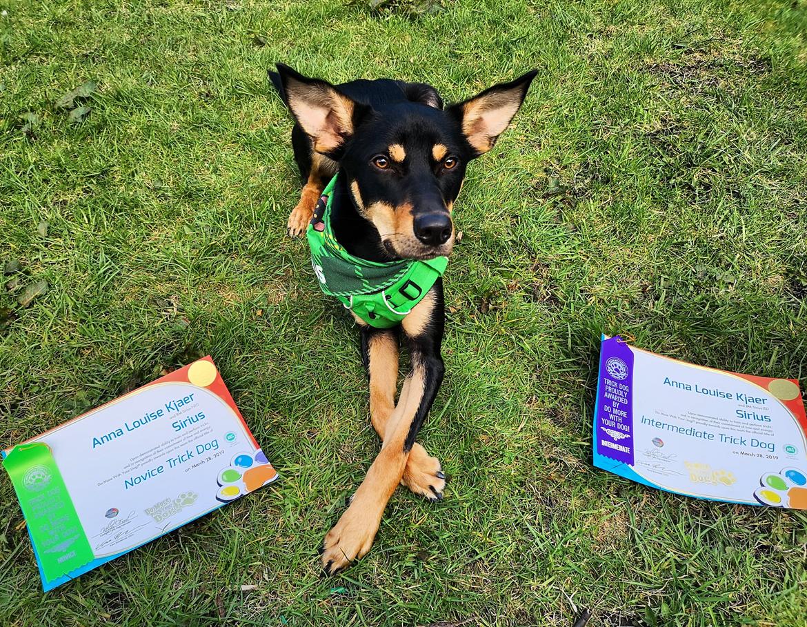 Australsk kelpie Sirius  billede 9