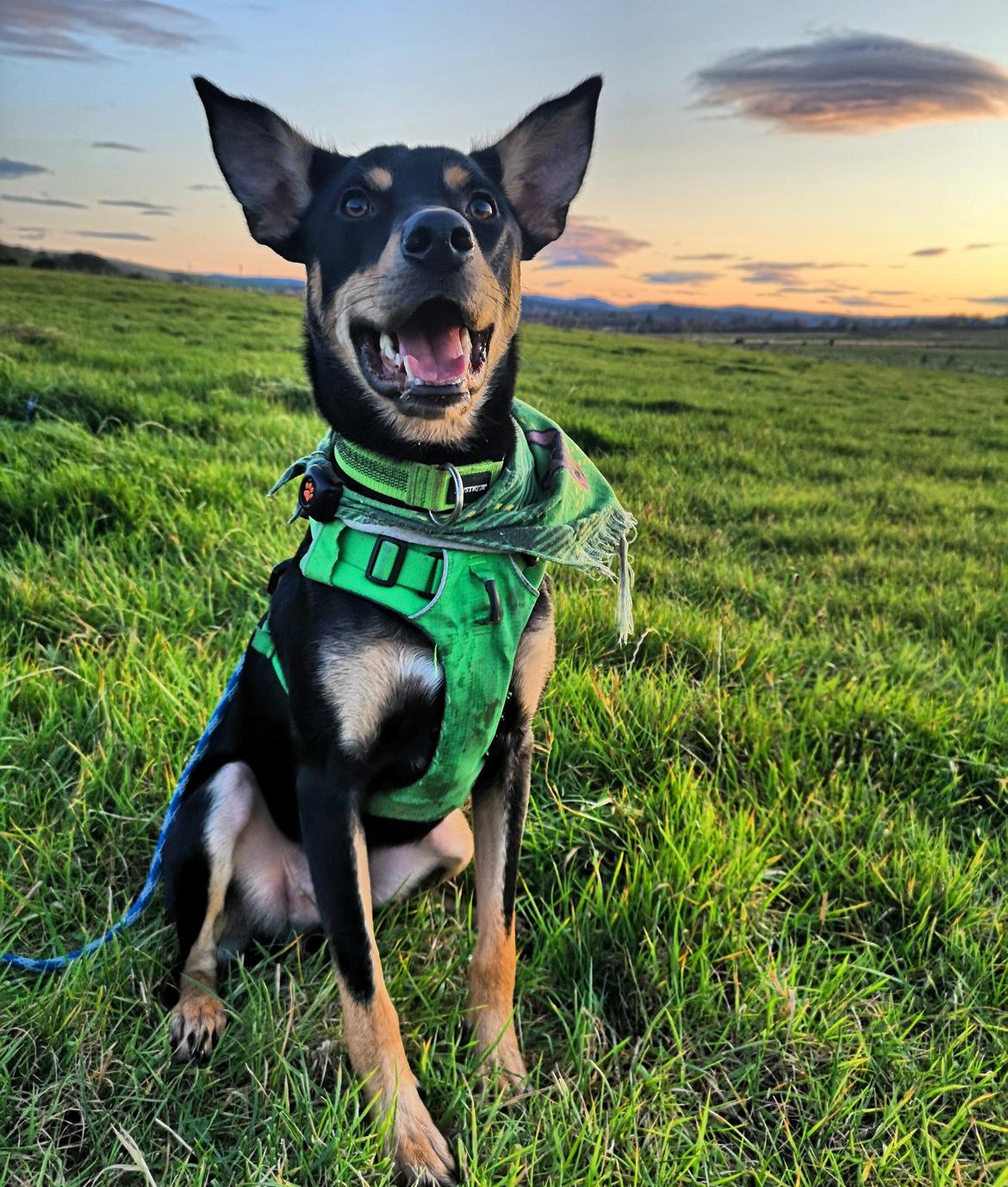 Australsk kelpie Sirius  billede 1