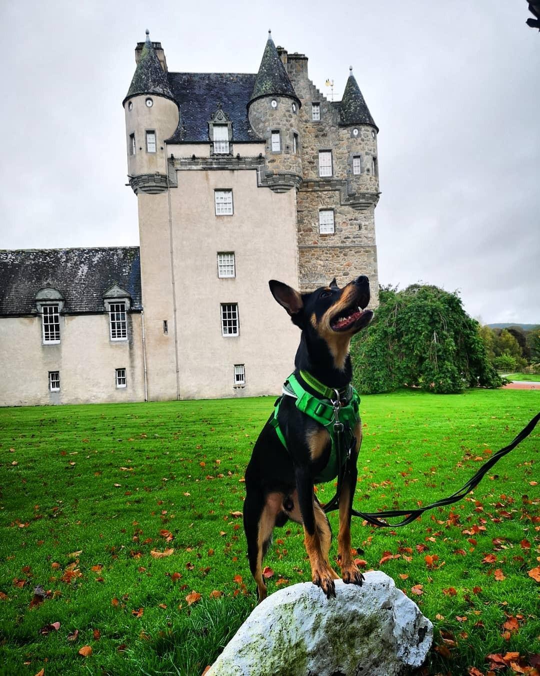 Australsk kelpie Sirius  billede 13