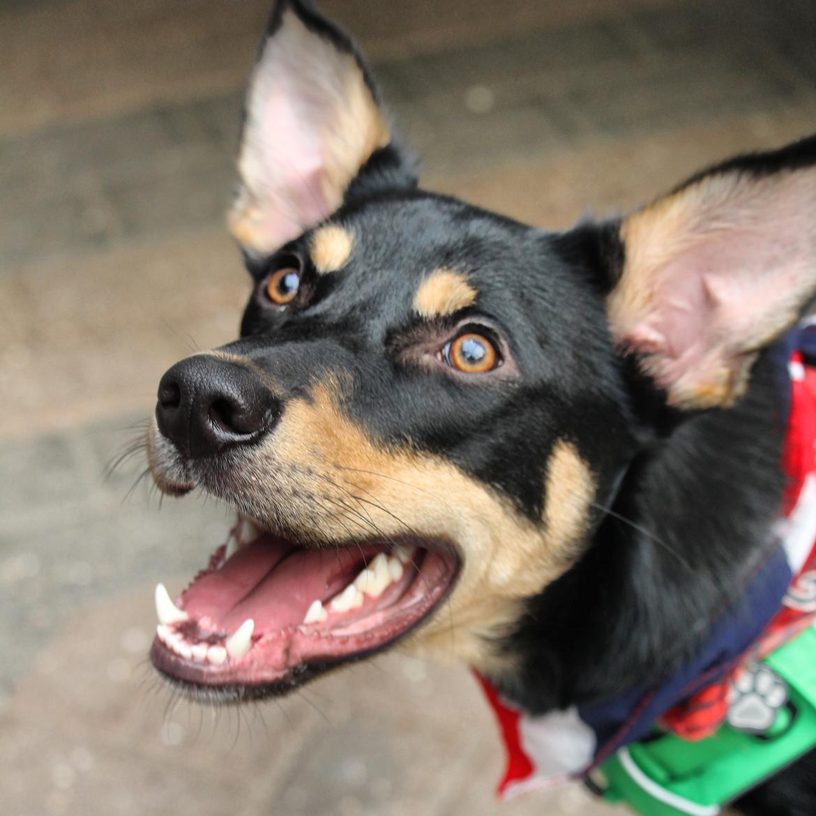 Australsk kelpie Sirius  billede 14