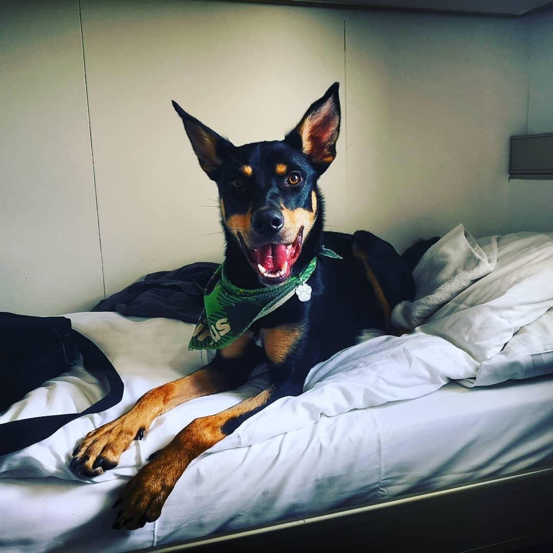 Australsk kelpie Sirius  billede 6