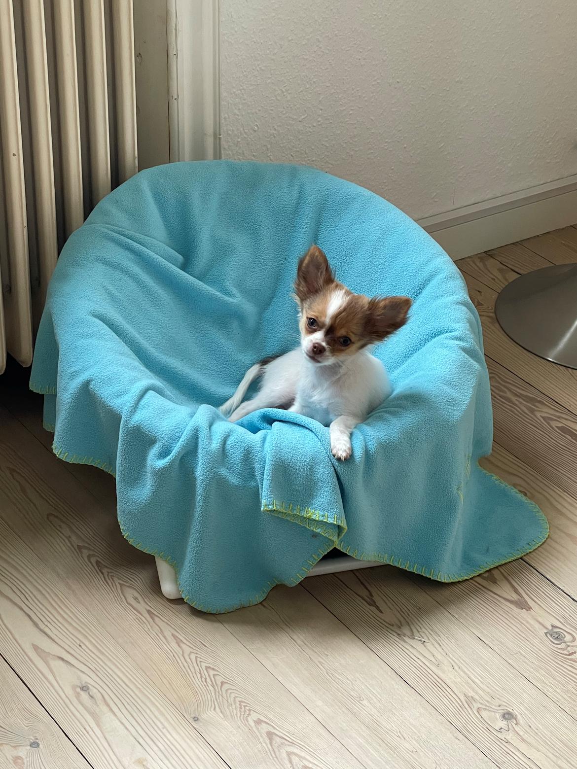 Chihuahua Cody - Jeg høre efter hvad du siger mor💚 billede 23