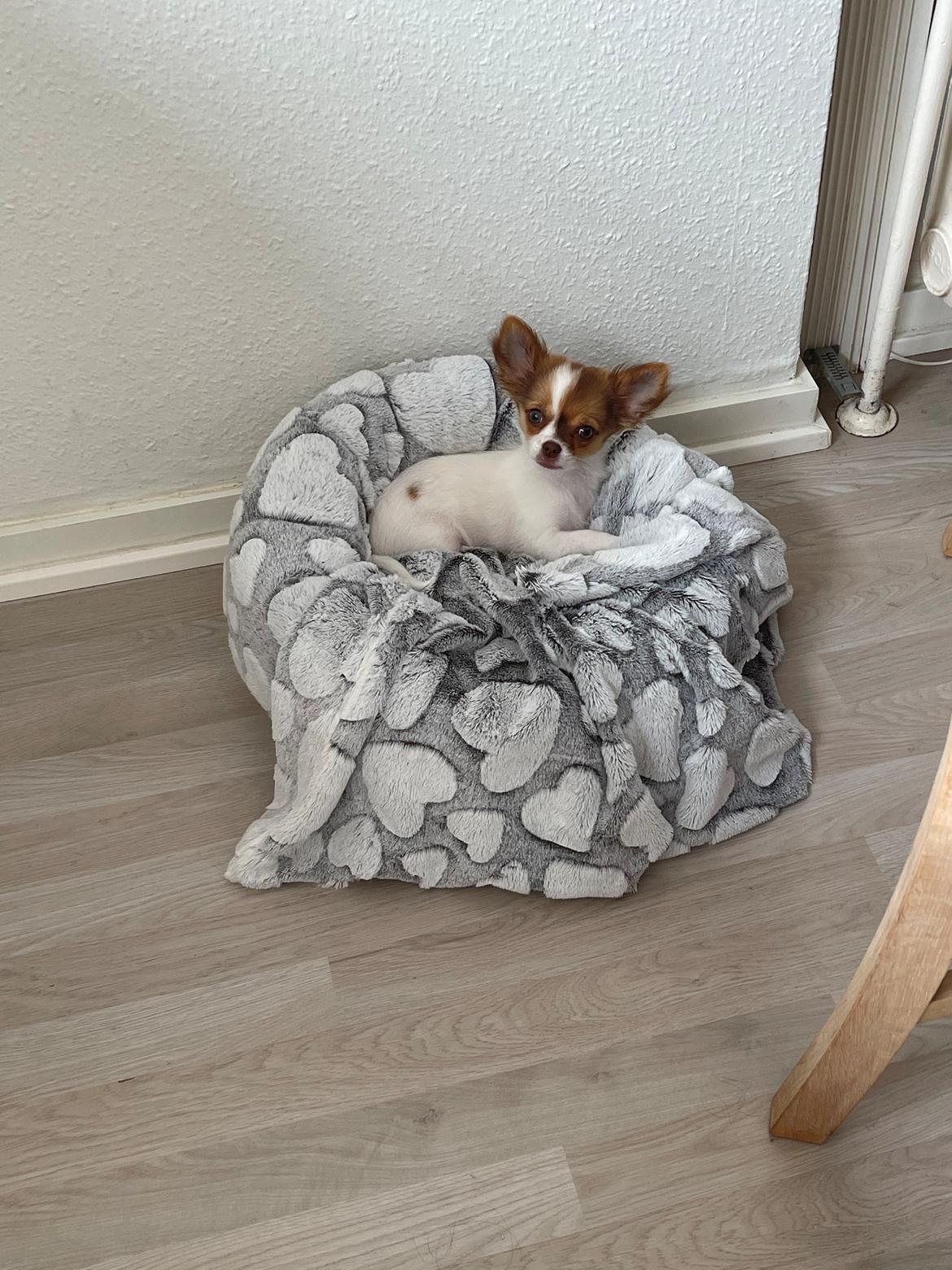 Chihuahua Cody - Tager lige en lille lur i køkkenet💚 billede 24