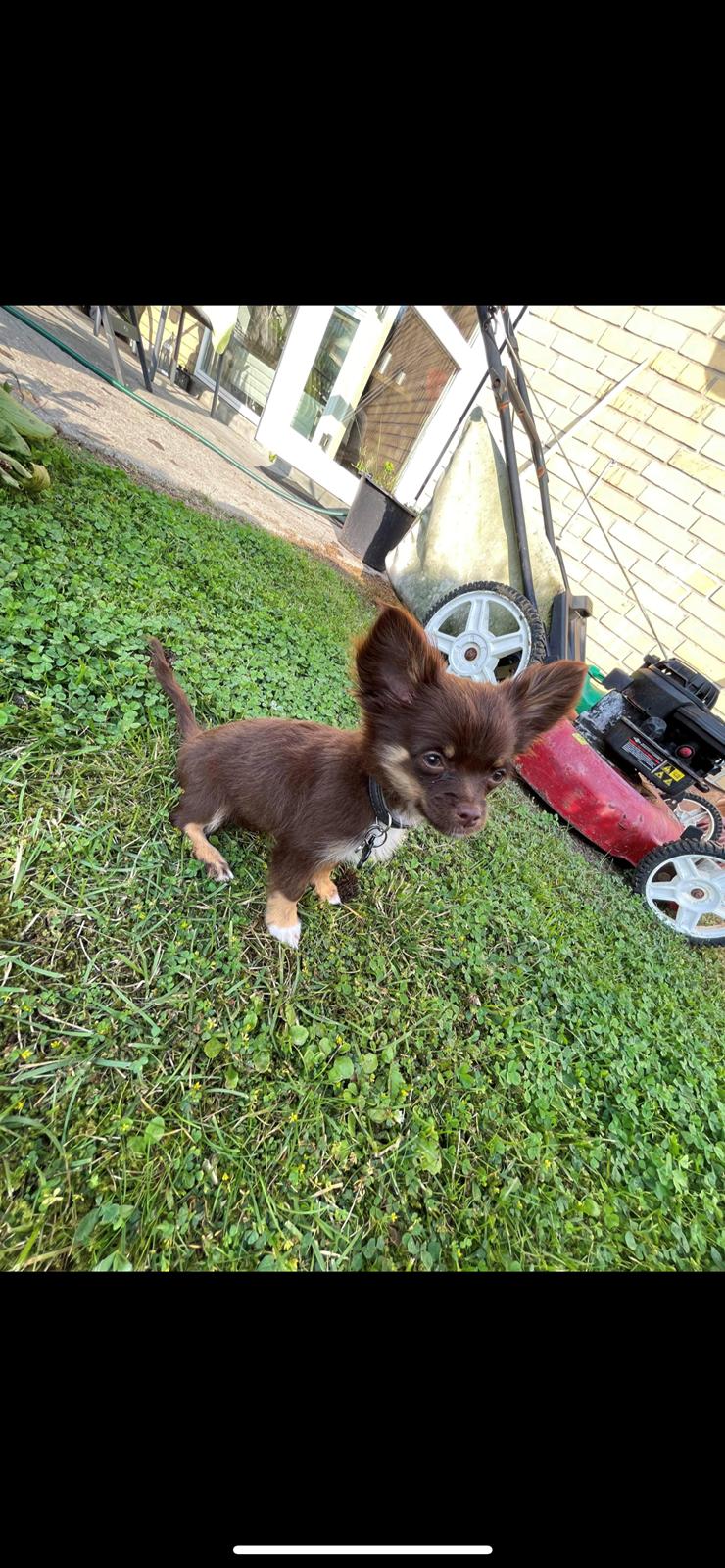 Chihuahua Bingo billede 8